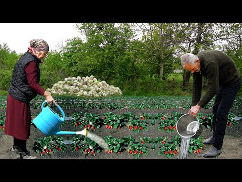 Easy Method to Grow Strawberries and Cabbage Delicious Duck