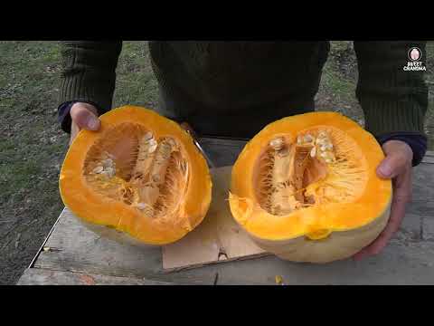Pumpkin Dessert Cooking a Traditional Azerbaijani Village