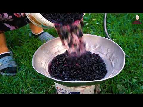 Harvesting Wild Blackberries in the Forest Making