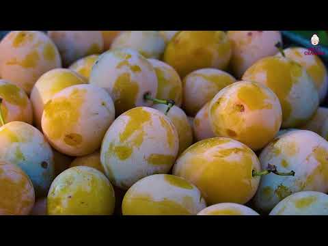 Fruit Harvesting in the Forest Making Plum Cake