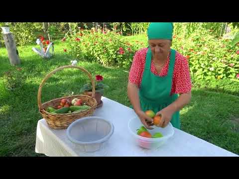 Harvesting Organic Watermelon Tomatoes Cucumbers in