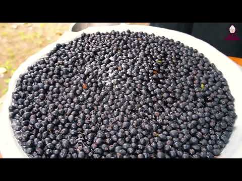 Grandpa Harvested Black Hawthorn Berries from Forest 1 Hour