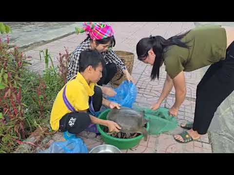 How to catch soft shell turtles and loaches in rice fields