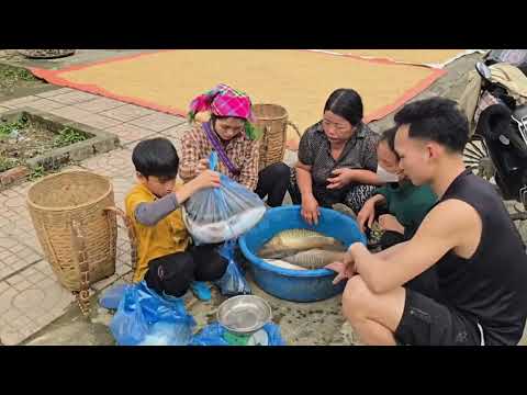 Draining the pond catching giant fish from the mud selling