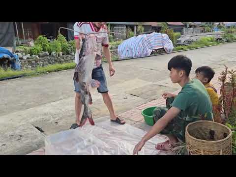 Full video 30days Life in the highlands tending the farm