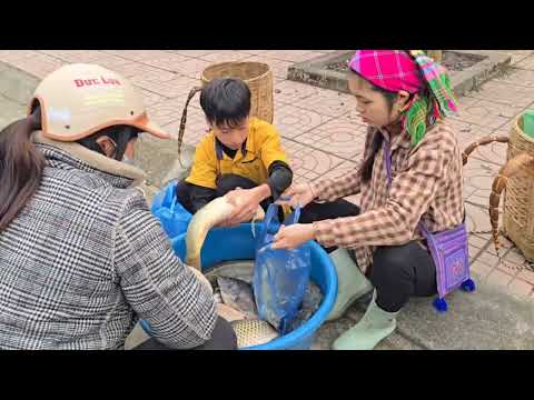 How to set traps for large carp traditional fishing