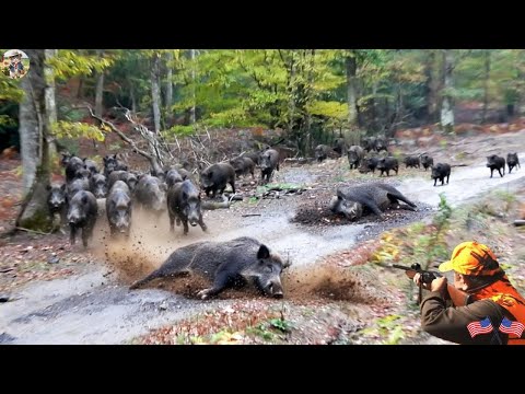 Dangerous Moment Wild Boars Were About To Attack Farm When