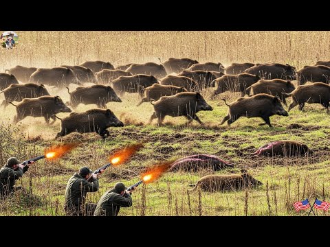 Crops Lost Farmers Lose Their Calm With Wild Boars