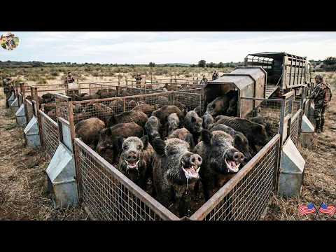 Back to Texas with a New Trap Catching Wild Boars That