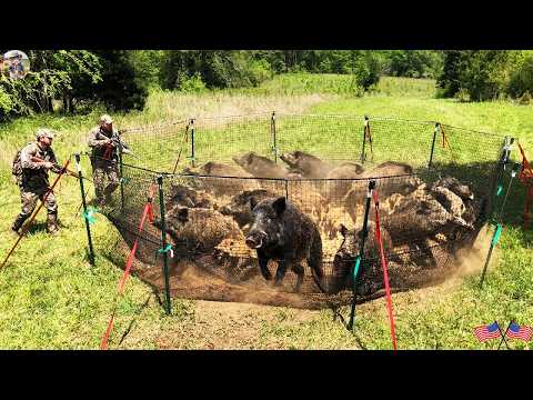How to Use Wild Boar Traps Most Effectively Net Traps for