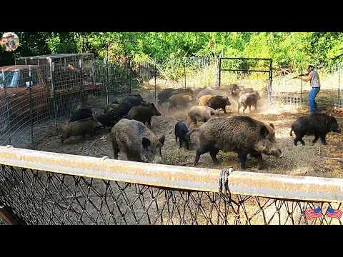 Texas Farmers Fight Back Against Invasive Wild Hogs Massive