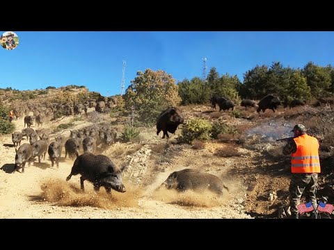 Crazy Wild Boars Charge Hunters Chase Down Massive Herd