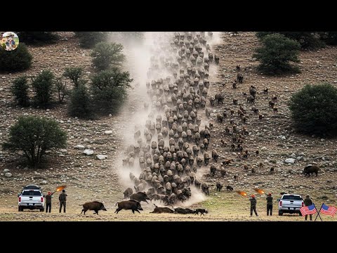 300 Hogs Down Large scale Wild Boar Battle Farmers and