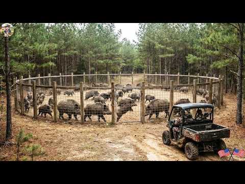 UNBELIEVABLE The Largest Number Ever Hundreds of Wild Boars