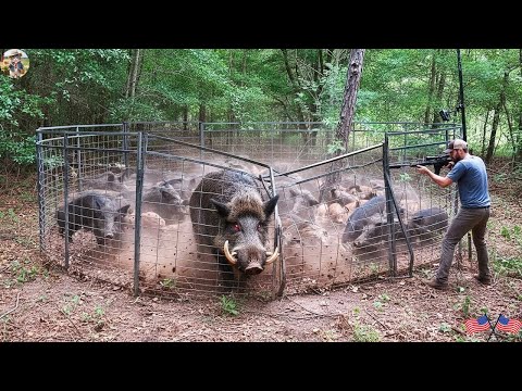 Unbelievable Wild Boar Caught in Trap Goes Crazy Hunter