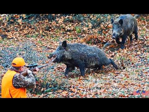 Confronting Wild Boars Head on The Perfect Shot in an