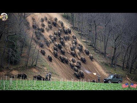 Wild Boar Breaks Boundary Between Forest and Farm Hunters