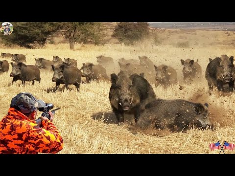 Unexpected Boar Hunt in Wide Fields Unexpected Wild Boar