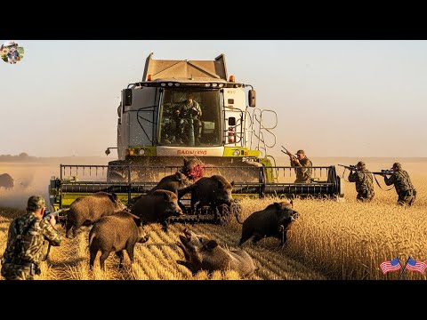 Farmer Harvesting Wheat Wild Boar Rushes Into Harvester