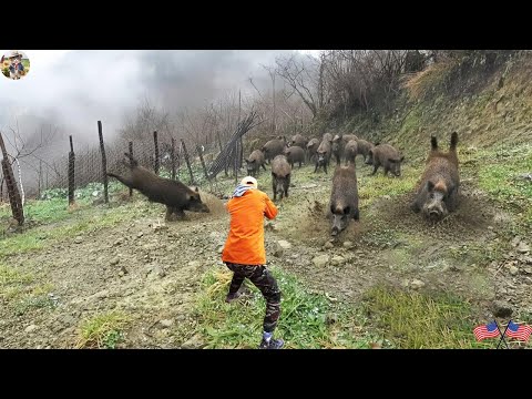 Wild Boar Attacks Farm On Mountainside Hunter Immediately
