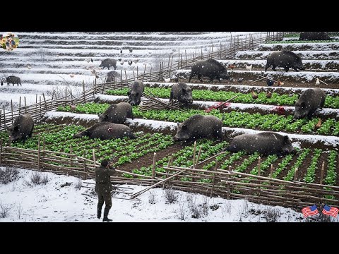 Farmers Face Wild Boars in Harsh Winter Food Is Scarce as