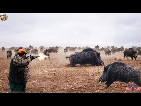 Wild Boar Monsters Invade Farms How Are Farmers Trying to