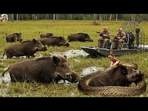Swamp Chaos Wild Boar Hunting Trip Encounters Unprecedented
