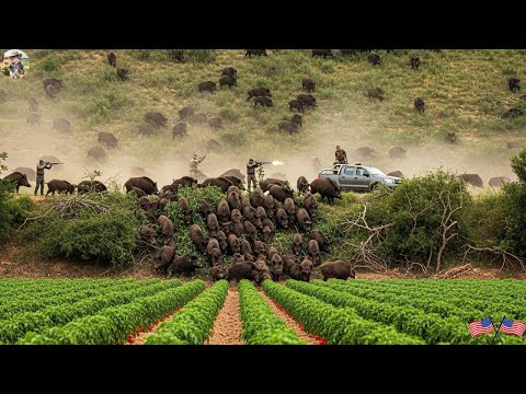 No More Barriers How American Hunters and Farmers Stop Wild