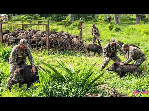 100 Wild Hogs Walked Into This Trap None Made It Out This