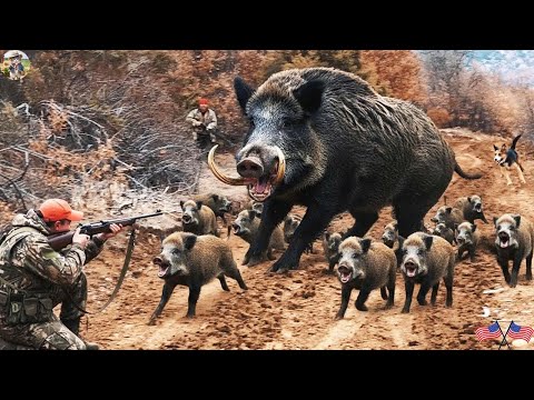 Unbelievable Hunter vs Wild Boar Dramatic Battle to Protect