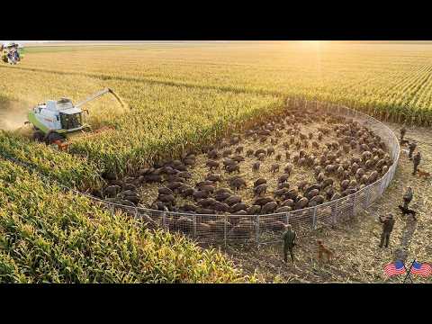 300 Wild Boars Surrounded in Cornfield What Escape Route Is