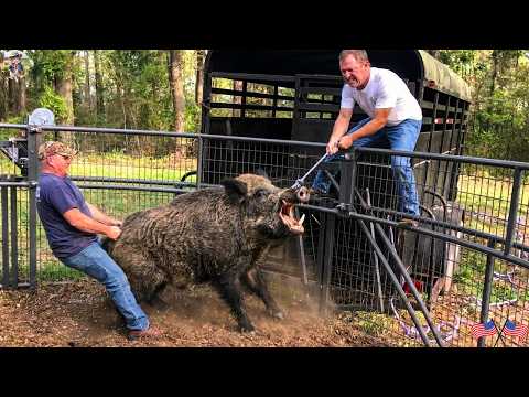 No Turning Back California Farmers Fight Wild Boars To The