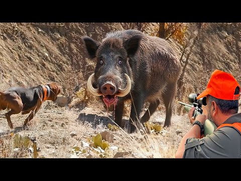 Unbelievable Face Off Monster Shoot Giant Wild Boar Texas