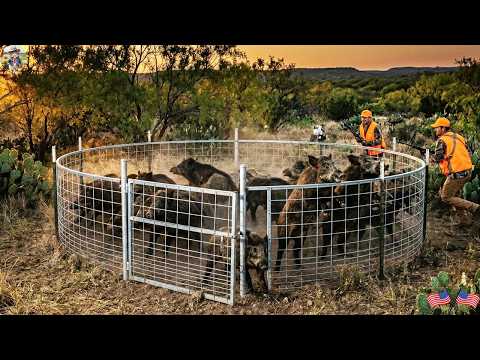 UNBELIEVABLE Large Wild Hog Trapping System Protecting