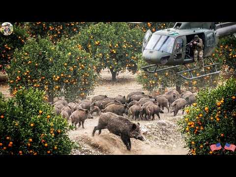 Wild Boars Break Into Orange Groves Triggering The Largest