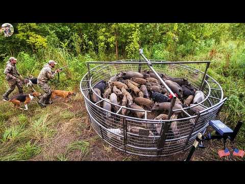 Hidden Trap Stops Wild Boars Cold Thousands of Dollars of