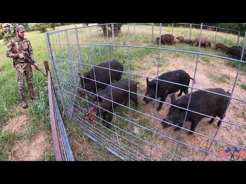 Wild Boars Frenzy to Escape How Texas Farmers Stop