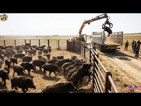 AMAZING Wild Boars Caught in Traps Hundreds of Wild Boars