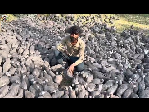 Asian Farmer Earn Millions of USD from This Chicken Breed