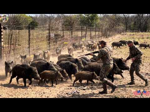Struggling Helplessly Wild Boars Try to Escape Traps Set by