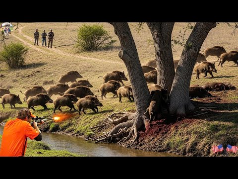 Wild Boars Panic and Run Away Perfect Shots Take Down a