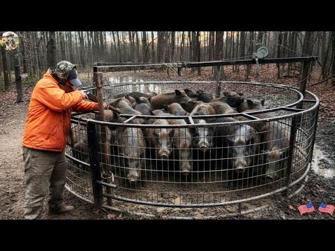 What Happens When Wild Boars Enter Your Yard How to Prevent