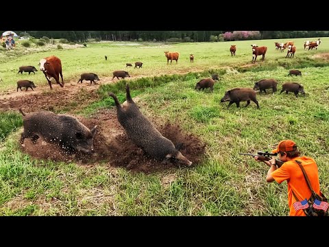 TOO DANGEROUS Two Wild Boars Attacked Hunter at Same Time
