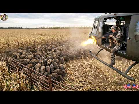 Texas Farmers Use Helicopters In Shocking Wild Boar Hunt