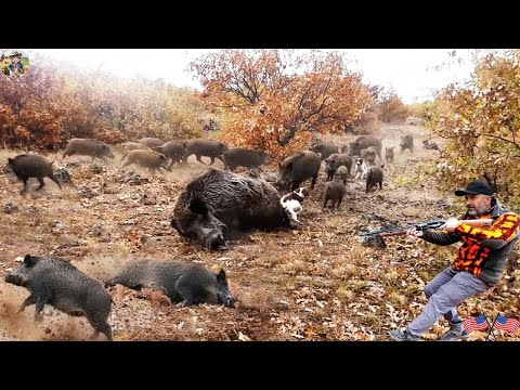 All Out Fight with Wild Boars to Save Crops Wild Boar