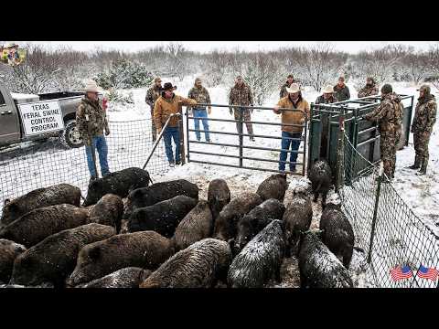 Ravenous Wild Boars Go Into a Frenzy When Snow Starts to