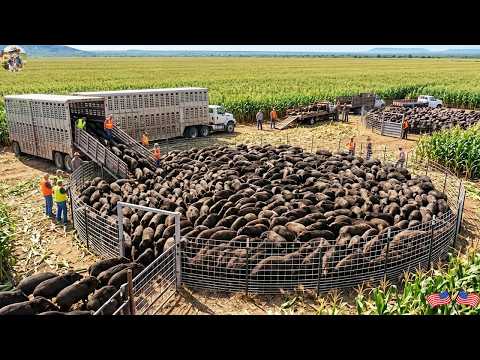 Unbelievable What Did These Huge Traps Catch in Just One