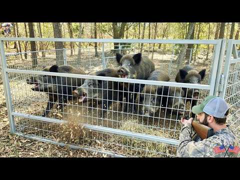 Wild Boars Panic As Traps Spring Shut Hunters Rush In