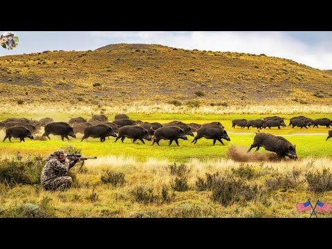 Wild Boars Run Mad on the Field The Hunter s Perfect Stop