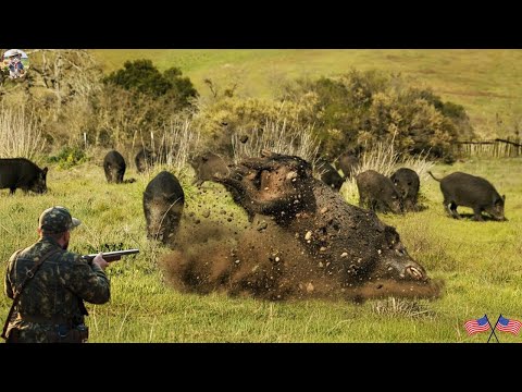 Wild Boar Rampage on Fields Hunters Fight to Save